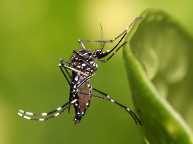 La Provincia comienza a vacunar a quienes no hayan tenido dengue
